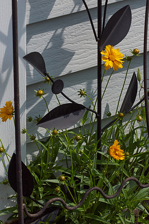 Coreopsis 'Jethro Tull'