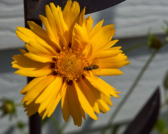 Coreopsis 'Jethro Tull'