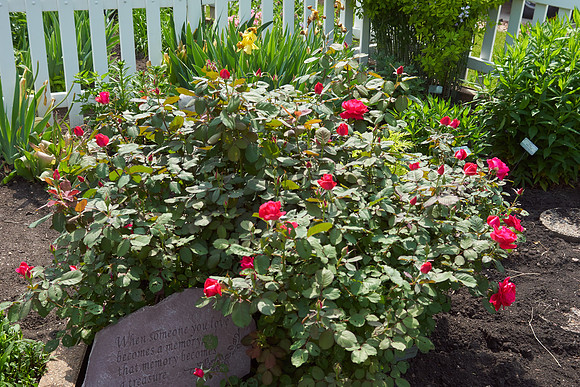 Rose 'Winnipeg Park'