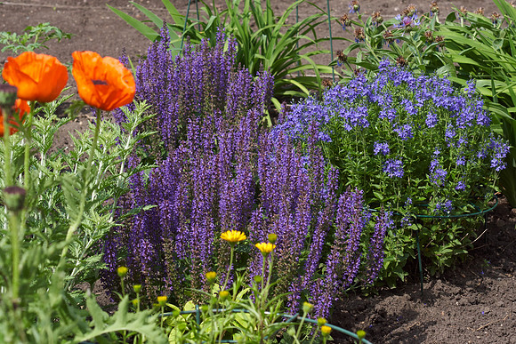 Salvia, 'Blue Queen'