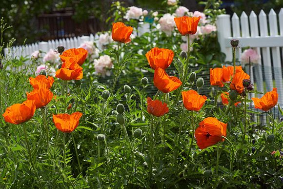 Poppy, Orange Oriental