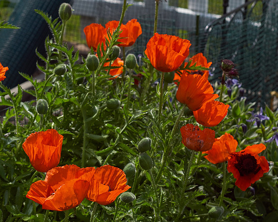 Poppy, Orange Oriental