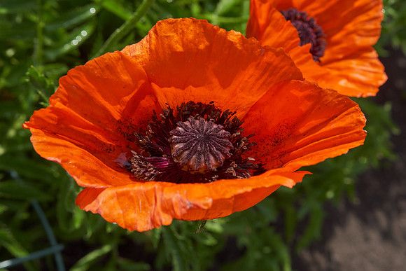 Poppy, Orange Oriental