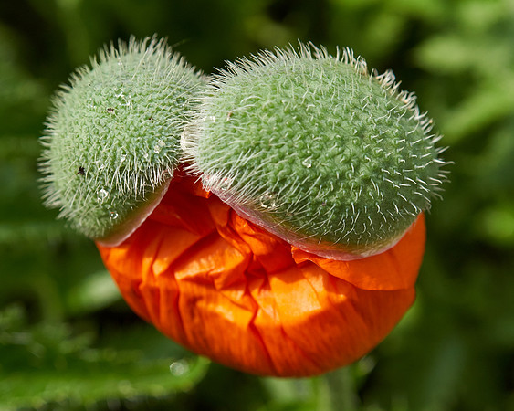 Poppy, Orange Oriental