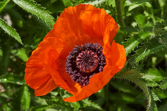Poppy, Orange Oriental