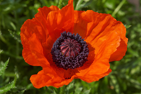 Poppy, Orange Oriental