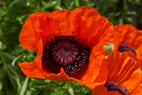 Poppy, Orange Oriental