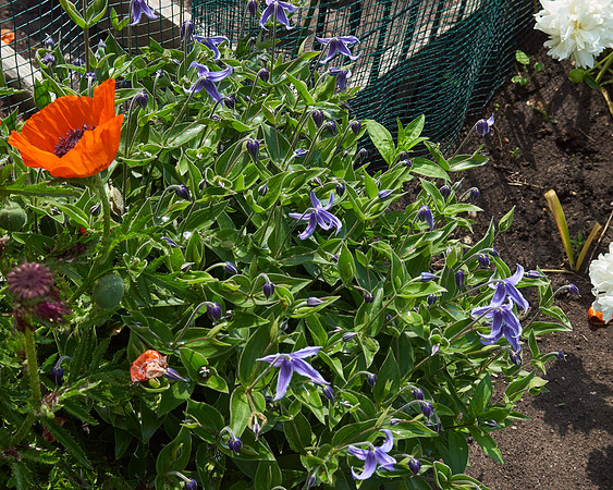 Clematis, Bush