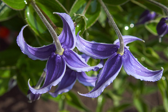 Clematis, Bush
