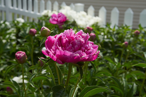 Peony, Pink