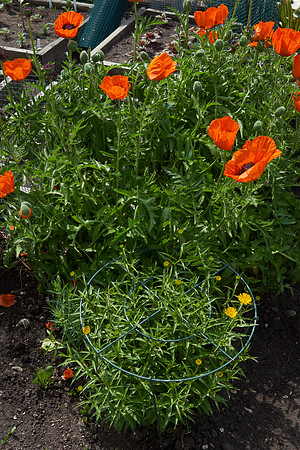 Poppy, Orange Oriental