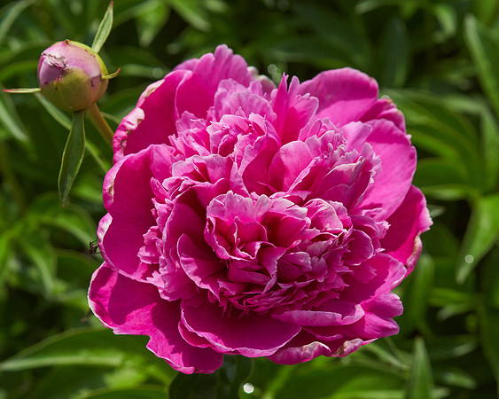 Peony, Pink
