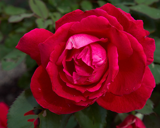 Rose 'Winnipeg Park'