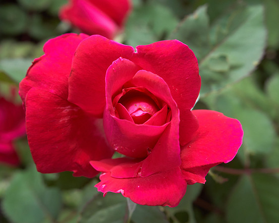 Rose 'Winnipeg Park'