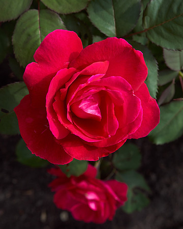 Rose 'Winnipeg Park'
