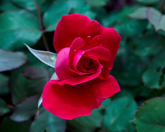 Rose 'Winnipeg Park'