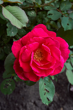 Rose 'Winnipeg Park'