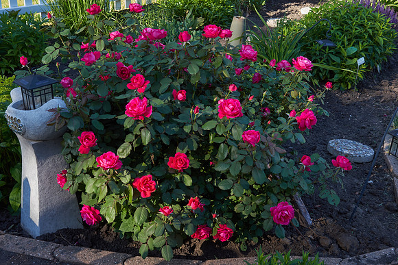 Rose 'Winnipeg Park'