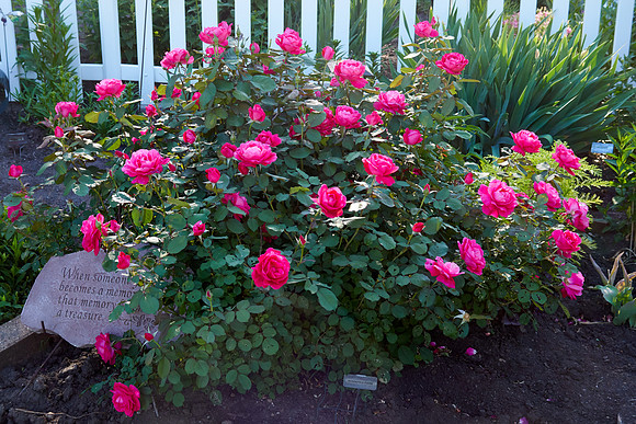 Rose 'Winnipeg Park'