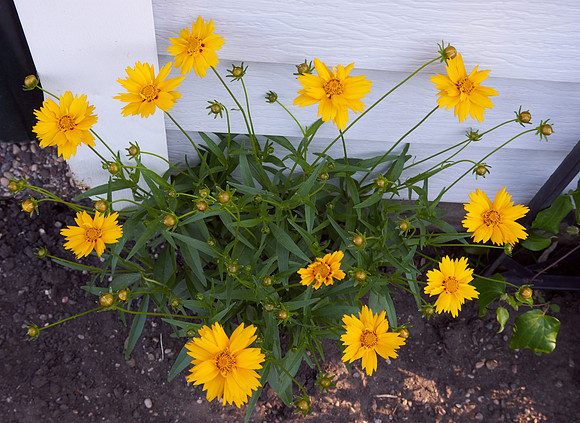Coreopsis 'Jethro Tull'