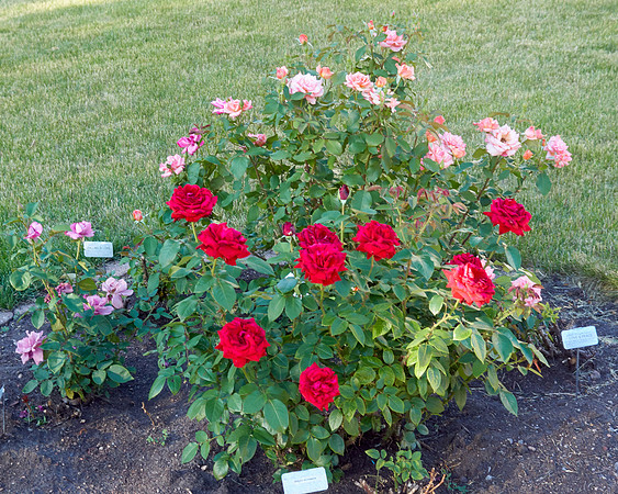 Rose 'Ingrid Bergman'