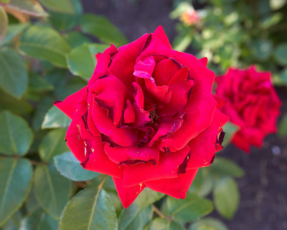 Rose 'Ingrid Bergman'