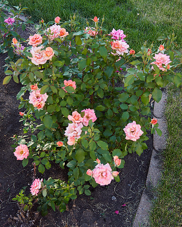 Rose 'Tuscan Sun'