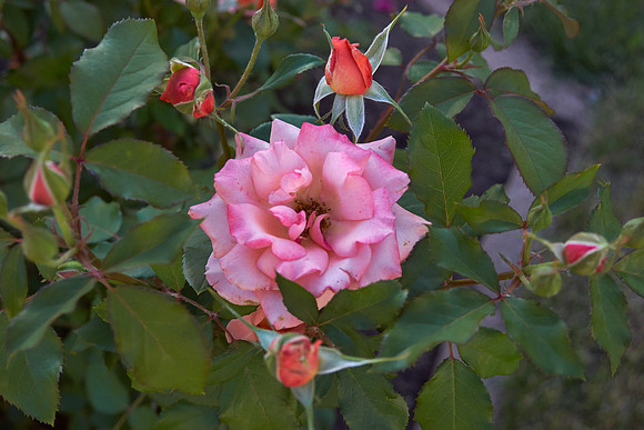 Rose 'Tuscan Sun'