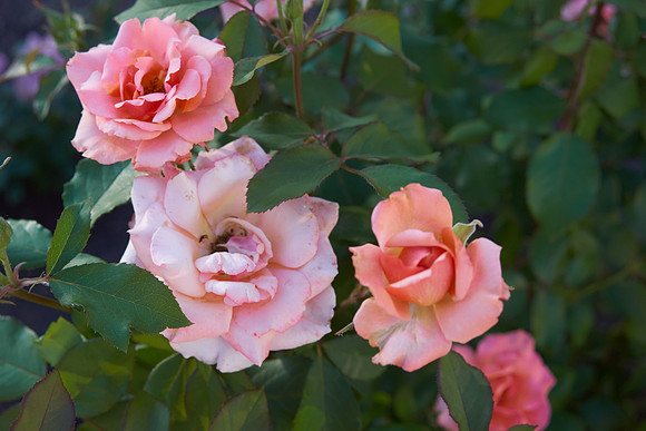 Rose 'Tuscan Sun'