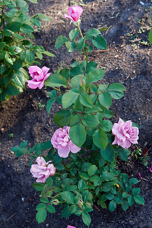 Rose 'Royal Amethyst'