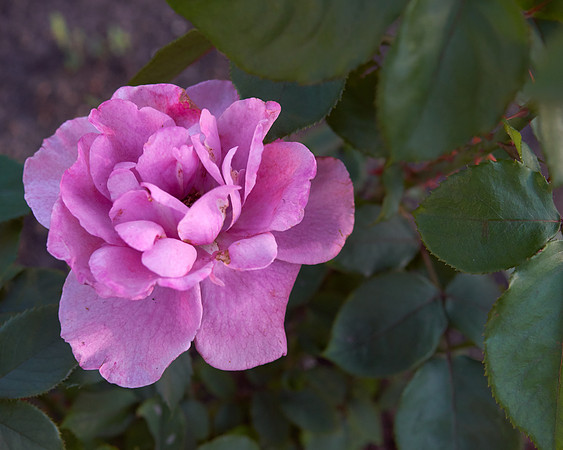 Rose 'Royal Amethyst'