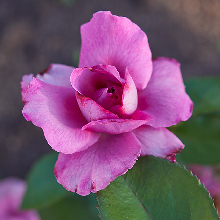 Rose 'Royal Amethyst'