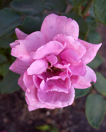 Rose 'Royal Amethyst'