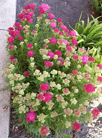 Yarrow pink