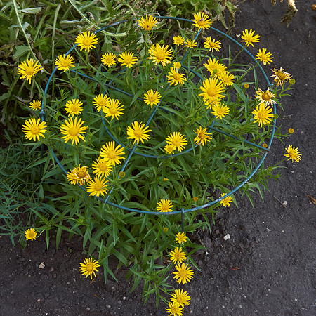 Leopard's Bane  'Little Leo'