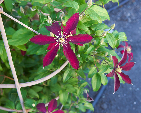 Clematis 'Niobe'
