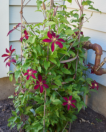 Clematis 'Niobe'