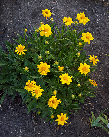 Coreopsis 'Jethro Tull'