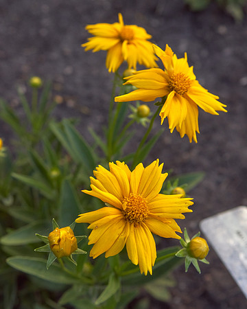 Coreopsis 'Jethro Tull'