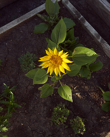Sunflower