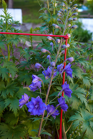 Delphinium 'Pagan Passion'