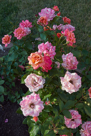 Rose 'Tuscan Sun'