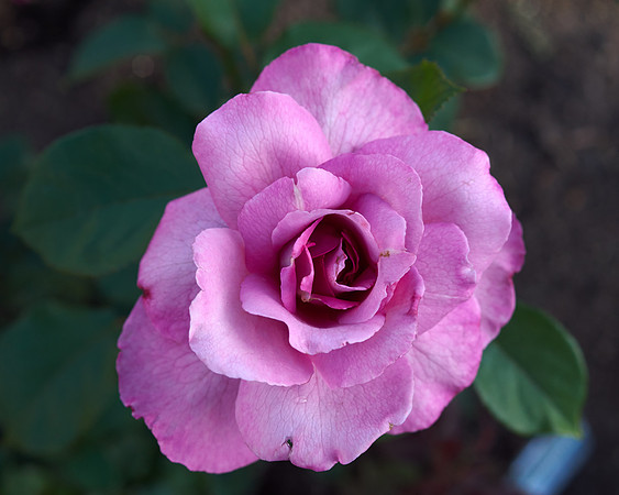 Rose 'Royal Amethyst'