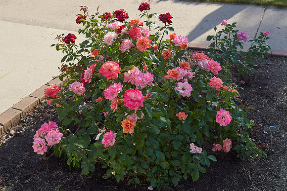 Rose 'Tuscan Sun'