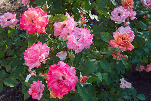 Rose 'Tuscan Sun'