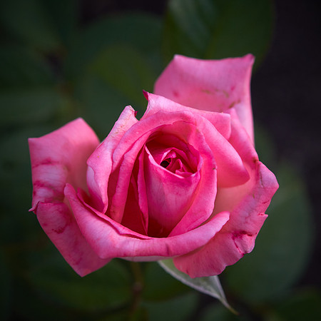 Rose 'Canada Blooms'