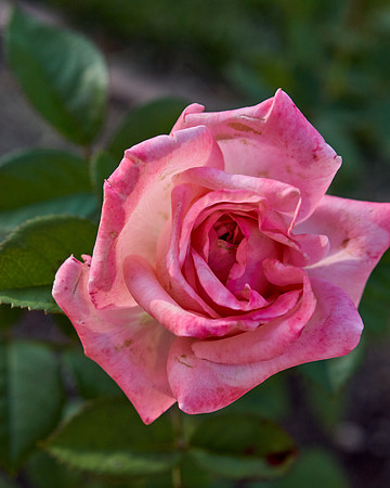 Rose 'Canada Blooms'