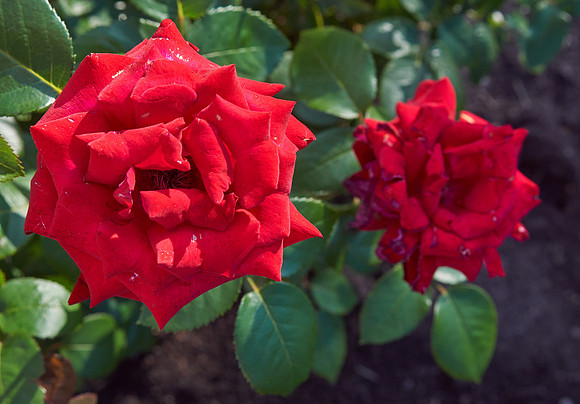 Rose 'Ingrid Bergman'