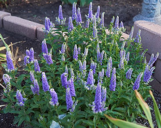 Veronica 'Blue Bomb'
