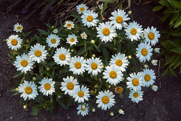 Daisy, Shasta 'Snowcap'